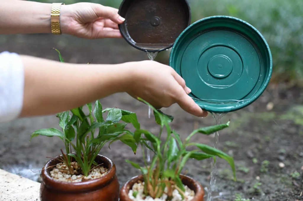 Em uma semana, equipe de Gravatal encontra 11 focos de dengue