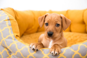 19 pets estão à procura de um novo lar em Capivari de Baixo