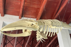 Esqueleto de filhote de baleia-franca é montado em museu do Sul de SC