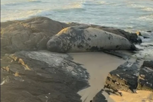 Elefante-marinho é encontrado em praia de Laguna