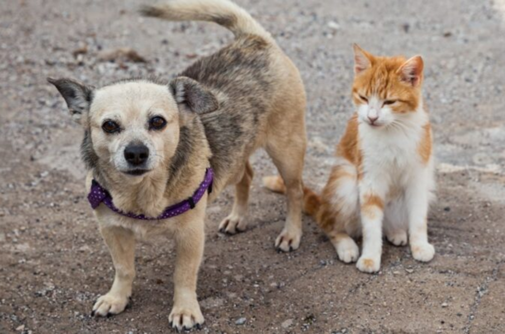 Dezembro Verde: Capivari de Baixo também adere a campanha