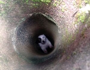 Filhote de cão é resgatado após cair em tubo de concreto com cerca de 2 metros de profundidade em Jaguaruna