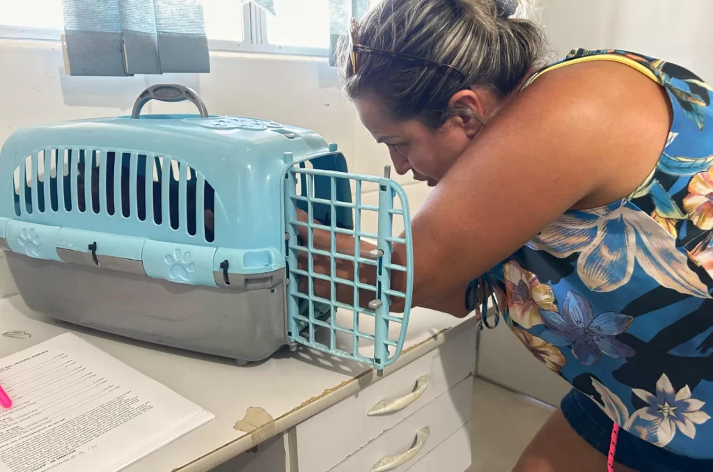 Castração Gratuita em Balneário Rincão