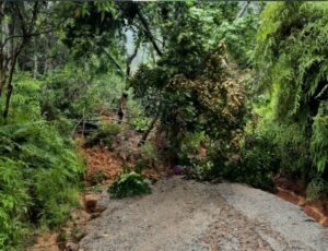Chuva derruba árvore e interdita Parque do Atalaia