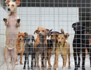 Solidariedade: Viva Bicho precisa de ajuda