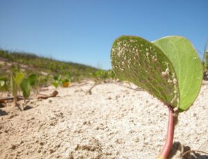 Conferência discute mudanças climáticas na 1ª Cimafri