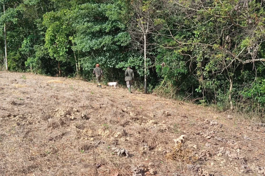 Captura de Javalis no bairro Pinheirinho, em Criciúma