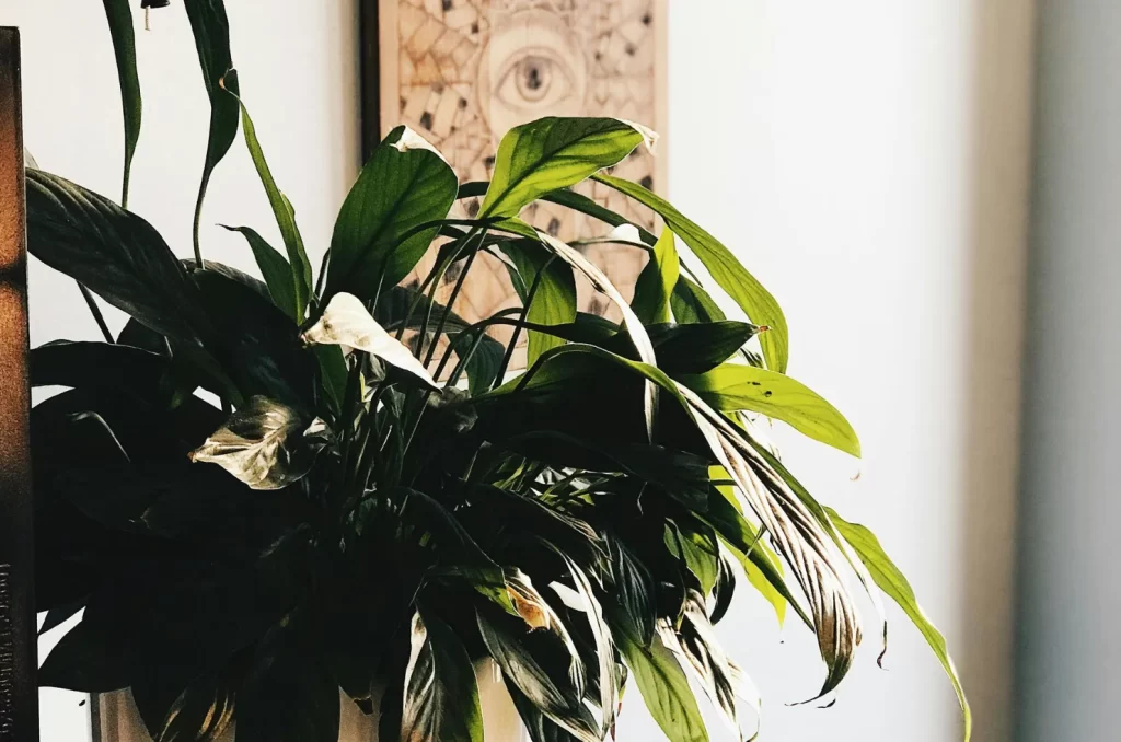 Lírio-da-paz, que está entre as plantas que reduzem a poluição do ar interno