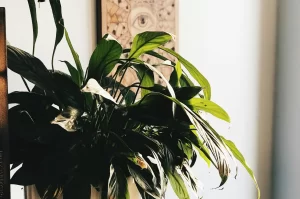 Descubra as plantas que reduzem a poluição do ar interno