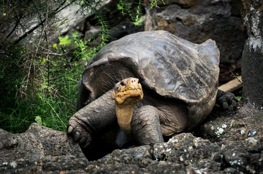 Imagem de uma tartaruga na Ilha de Galápagos, um dos destinos no Equador (Foto: Jose Aragones / Pexels)