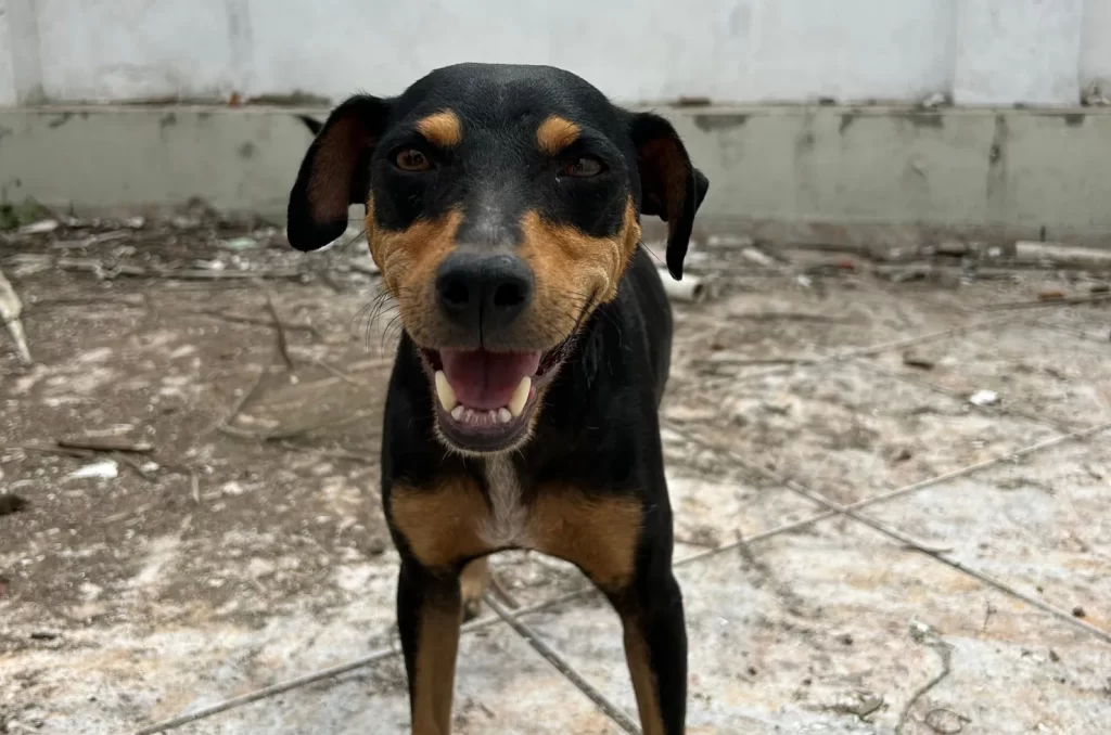 Cadela Sonora, mãe dos filhotes disponíveis para adoção