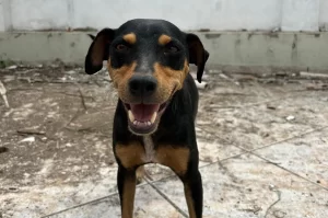 GCR lança campanha de adoção de filhotes de cães
