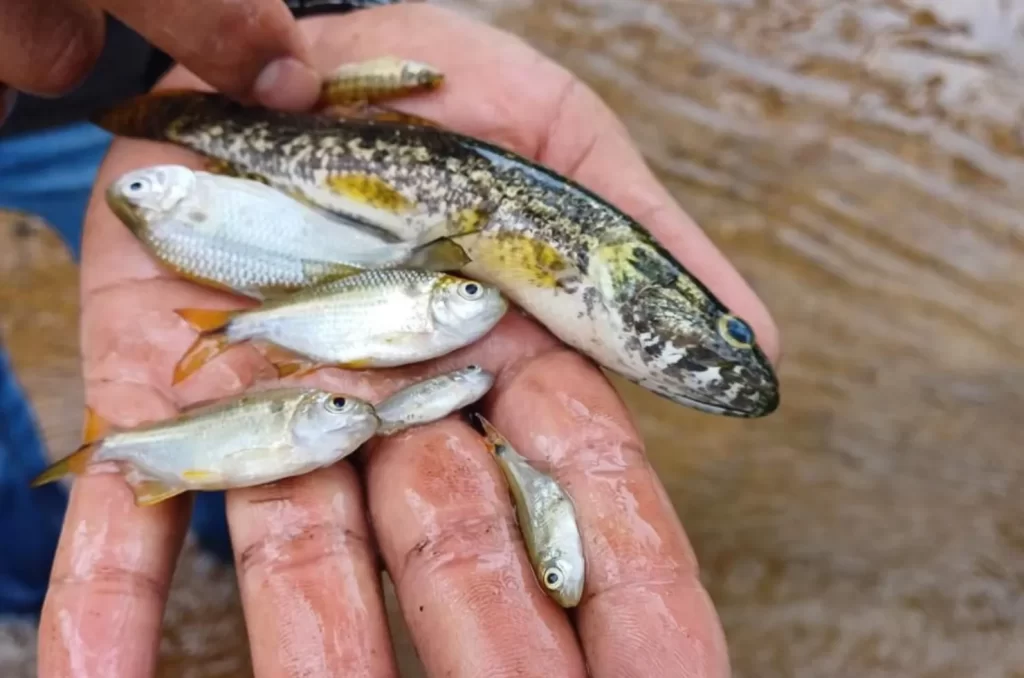 Peixes atingidos por substância química na BR-101, sendo estudados pelo IMA