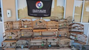 Polícia resgata 20 aves silvestres mantidas em cativeiro em SC
