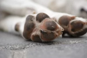 Justiça limita criação de mais de 100 cães em casa de Criciúma