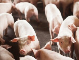 SC exportou US$ 4,15 bilhões em carnes em 2024