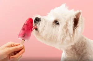 Sorvetes naturais: alívio para pets no calor extremo