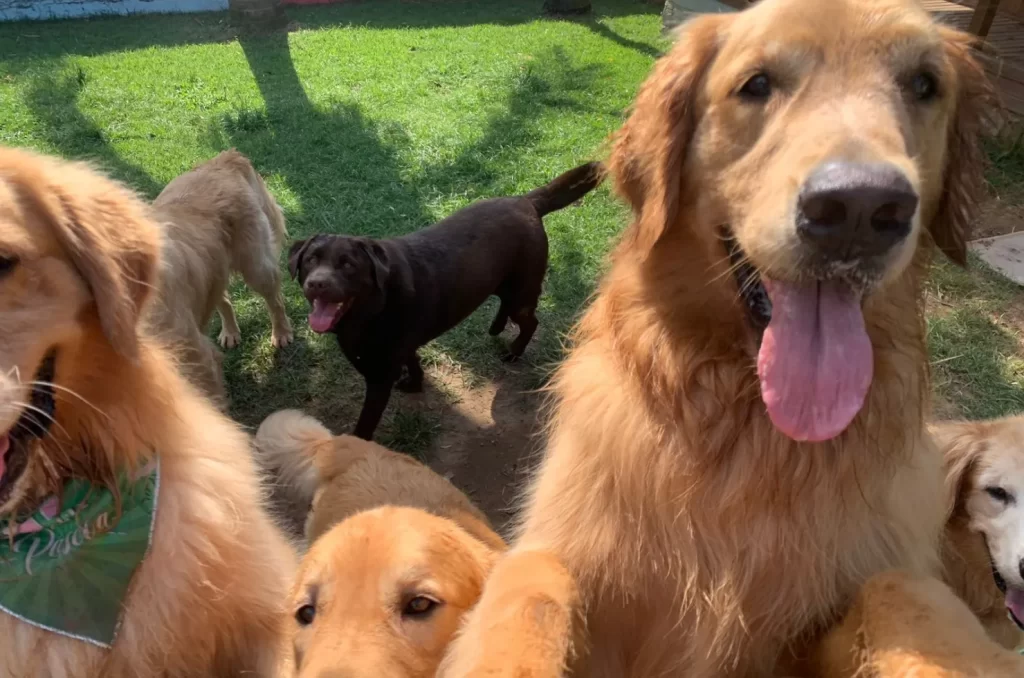 Hotel para cães, mostrando a infraestrutura e os cuidados oferecidos para os animais durante a hospedagem