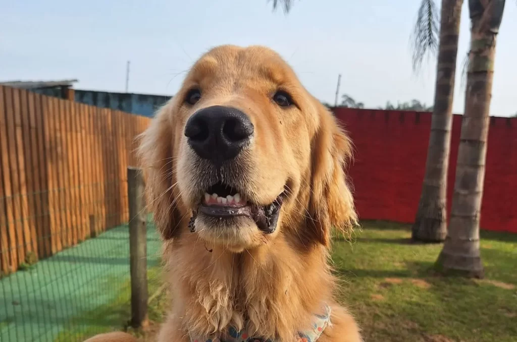 Hotel para cães, mostrando a infraestrutura e os cuidados oferecidos para os animais durante a hospedagem