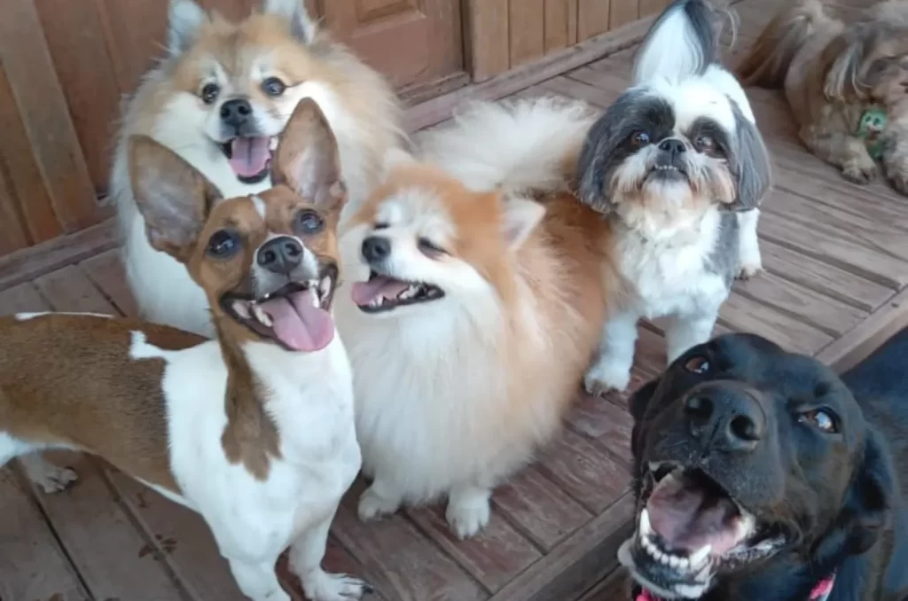 Hotel para cães, mostrando a infraestrutura e os cuidados oferecidos para os animais durante a hospedagem