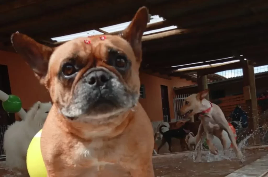 Hotel para cães, mostrando a infraestrutura e os cuidados oferecidos para os animais durante a hospedagem