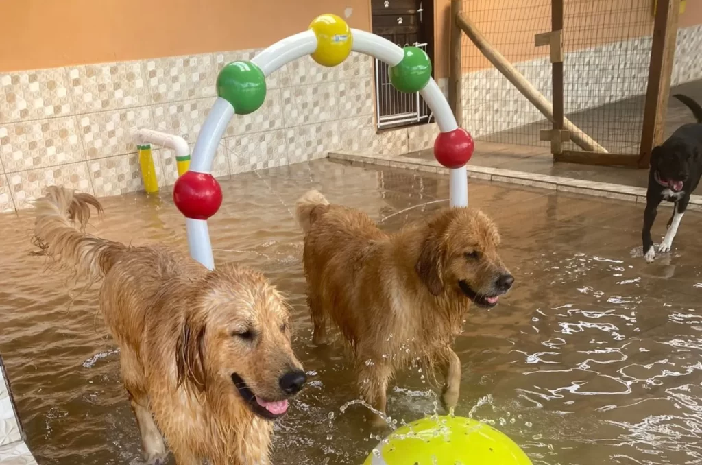 Hotel para cães, mostrando a infraestrutura e os cuidados oferecidos para os animais durante a hospedagem