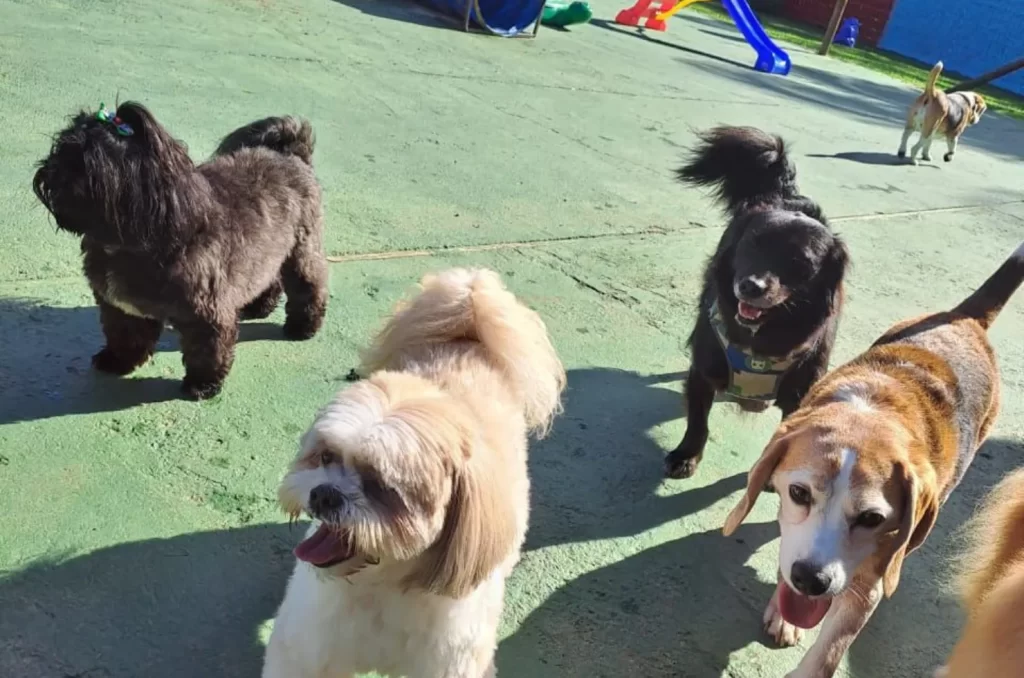 Hotel para cães, mostrando a infraestrutura e os cuidados oferecidos para os animais durante a hospedagem