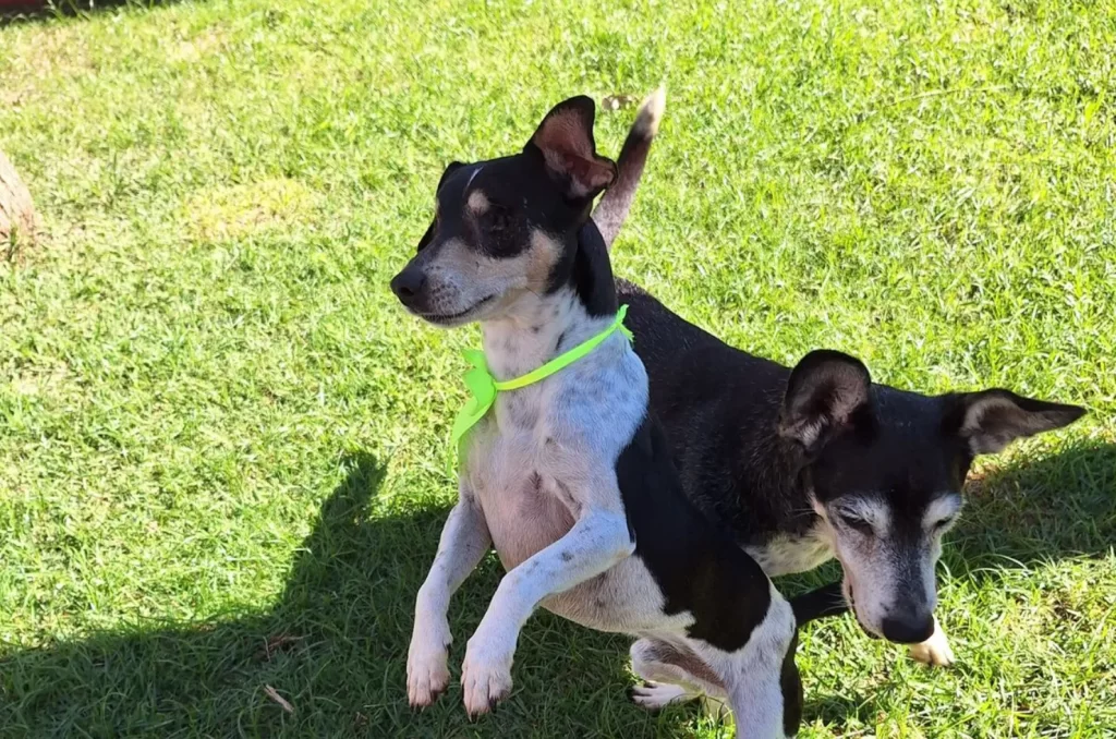 Hotel para cães, mostrando a infraestrutura e os cuidados oferecidos para os animais durante a hospedagem