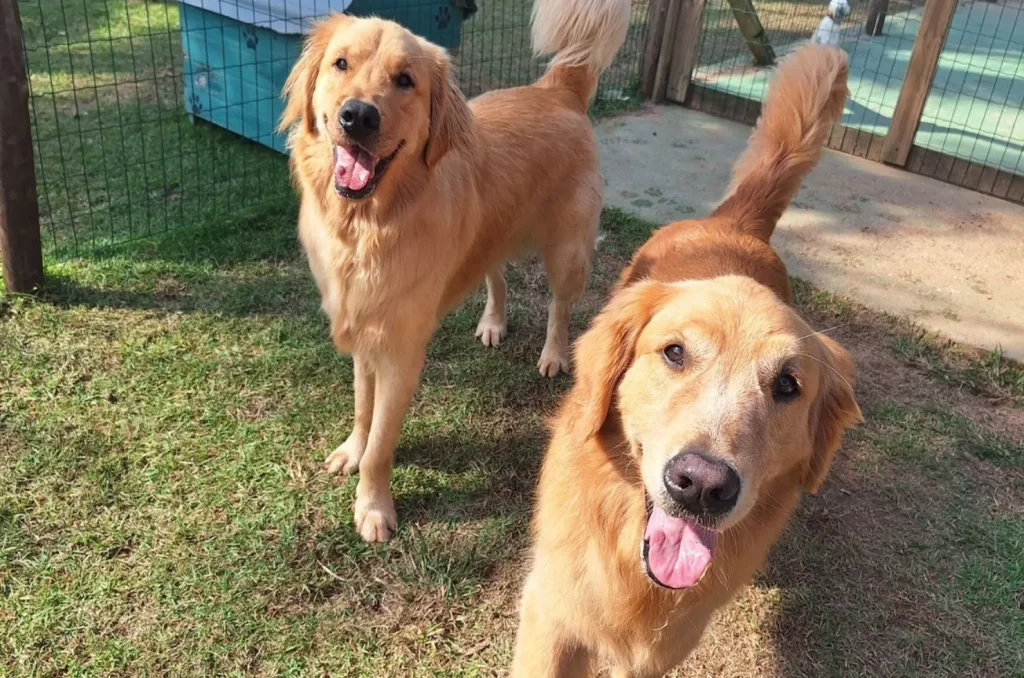 Hotel para cães, mostrando a infraestrutura e os cuidados oferecidos para os animais durante a hospedagem