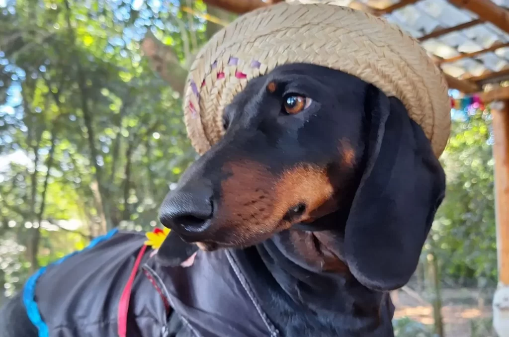 Hotel para cães, mostrando a infraestrutura e os cuidados oferecidos para os animais durante a hospedagem