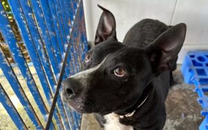 Dibea de Florianópolis: Abandonos de animais aumentam no verão e faltam vagas 