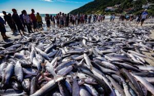 Governo Federal pode limitar a pesca da tainha em SC