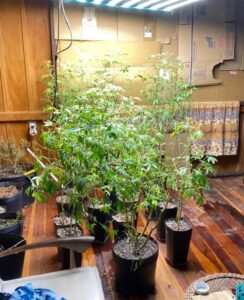 Mais de 50 pés de maconha são encontrados em residência em Imbituba