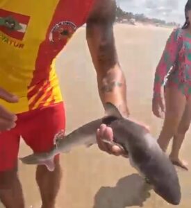[VÍDEO] Filhote de tubarão é encontrado em praia do Sul catarinense