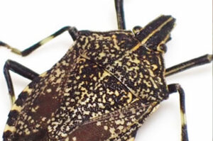 Praga asiática identificada no Brasil gera preocupação