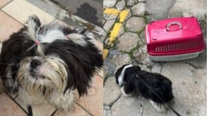 Mulher é detida por deixar cão trancado dentro do carro em Balneário Camboriú