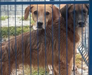 Chuvas em Florianópolis alagam canis da Dibea e afetam animais