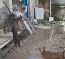 Homem é preso por maus-tratos a cinco cães em São José