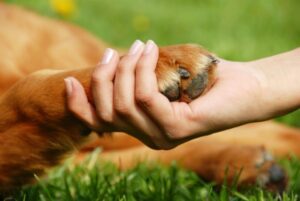 MP e Conselho Regional de Medicina Veterinária firmam parceria para melhorar bem-estar animal 