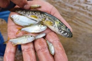 Explosão de caminhão na BR-101 causa mortes de peixes e contaminação ambiental