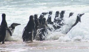Pinguins-de-magalhães resgatados percorrem mais de 1.000 km até a Patagônia