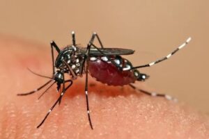 SC recebe 144 mil testes rápidos para a Dengue