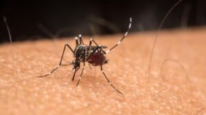 Brasil adota ações antecipadas para enfrentar alta de casos de dengue em 2025