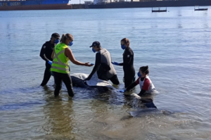 Baleia-piloto encalhada em Imbituba não resiste e morre na praia