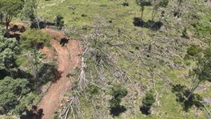 Polícia Ambiental flagra desmatamento ilegal em SC