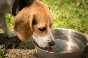 Calor extremo: cuidados essenciais para os animais