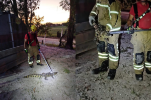 Jacaré é resgatado por bombeiros em Jaguaruna