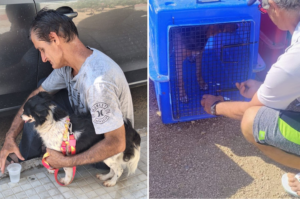 BN abre cadastro para castração gratuita de animais