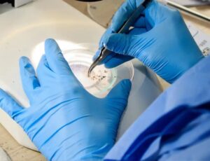 BC vai implantar o método Wolbachia contra a dengue