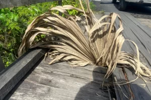 Criciúma ponte no Imperatriz vira assunto na Câmara 1